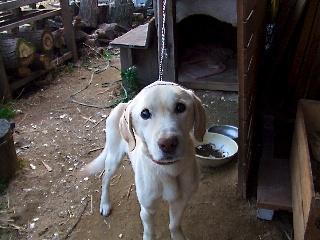 アトリエの番犬ボスあたらめボブ