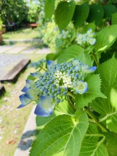 収穫月ガーデンの紫陽花たちが元気に咲きはじめております！